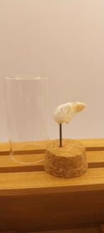 Crâne oiseau exotique pour cabinet de curiosités, Crâne