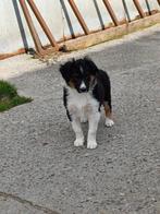 Border collie pups, Dieren en Toebehoren, Honden | Herdershonden en Veedrijvers, België, Fokker | Hobbymatig, Reu, CDV (hondenziekte)