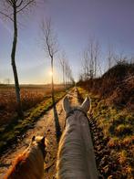 Paard zoekt thuis, Dieren en Toebehoren, Paarden, Merrie, Zadelmak, 160 tot 165 cm, 11 jaar of ouder