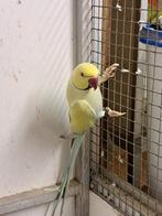 Halsbanden.       Koppel pallid te koop., Dieren en Toebehoren, Vogels | Parkieten en Papegaaien, Meerdere dieren, Parkiet, Geringd