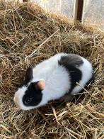 Prachtig bonte kleurdwerg konijntjes