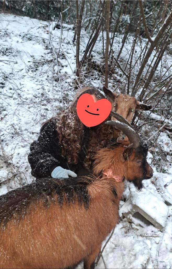 Een paar bekende bruine geiten — 9 maanden, Contacten en Berichten, Advies en Oproepen