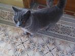 Dekkater Britse Korthaar met stamboom - NIET TE KOOP! NOT FO, 3 tot 5 jaar