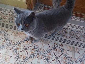 Dekkater Britse Korthaar met stamboom - NIET TE KOOP! NOT FO, Dieren en Toebehoren, 3 tot 5 jaar