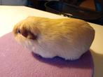 California cavia beer, Animaux & Accessoires, Rongeurs, Octobre, Mâle, Domestique, Cobaye