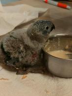 Lorybabys v d blauwe bergen, Dieren en Toebehoren, Vogels | Parkieten en Papegaaien, Papegaai, Pratend