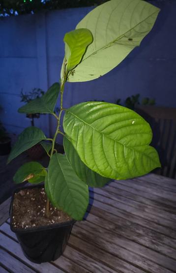 Cherimoya beschikbaar voor biedingen