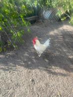 3 witte hanen van 1jaar oud, Dieren en Toebehoren, Pluimvee, Mannelijk, Kip