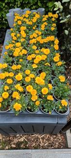 Tagetes afrikaantjes stinkertjes perkplant, Tuin en Terras, Planten | Tuinplanten, Ophalen