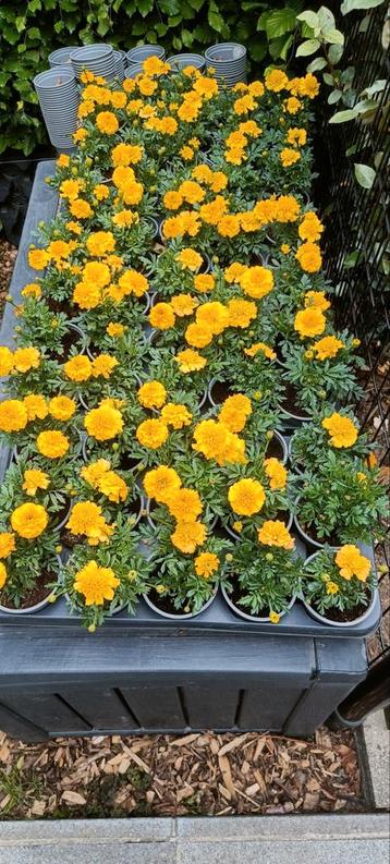 Tagetes afrikaantjes stinkertjes perkplant  beschikbaar voor biedingen