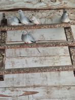 9 Roodmussen en 5 diamantduiven, Dieren en Toebehoren