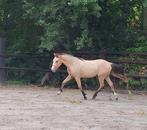 Chique jaarling  brp pony, Dieren en Toebehoren, Ruin
