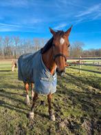 15 jarige spring gefokte merrie, Dieren en Toebehoren, Ophalen of Verzenden