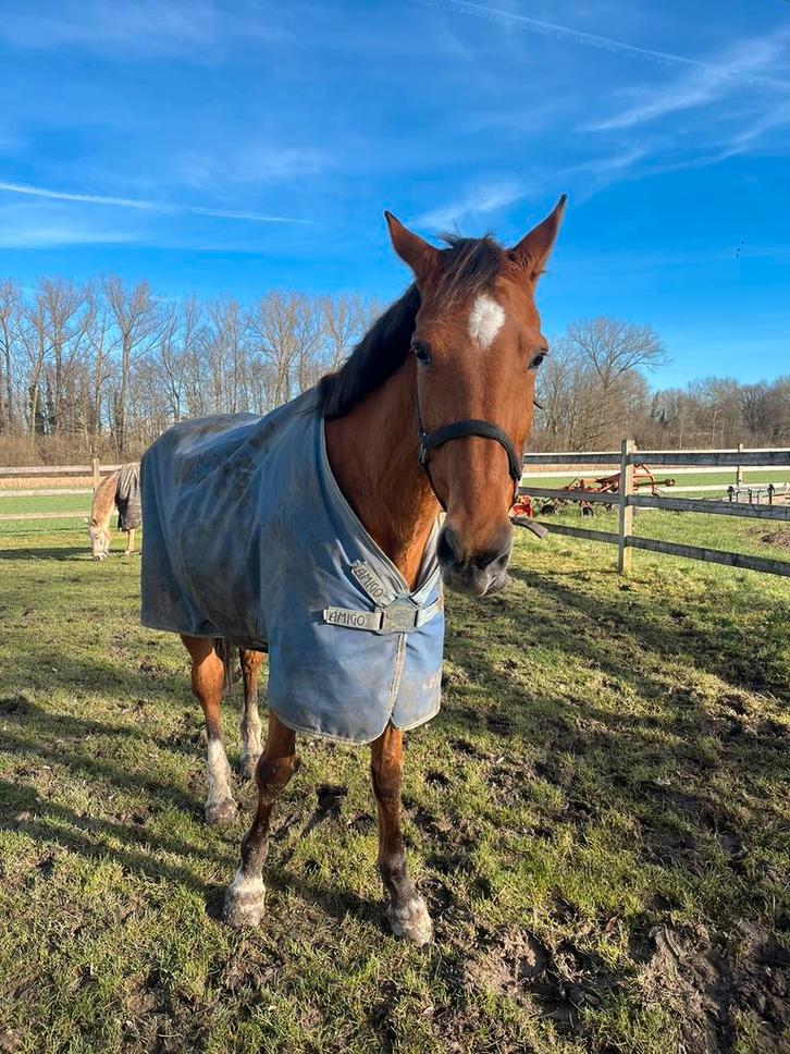 15 jarige spring gefokte merrie, Dieren en Toebehoren, Paarden en Pony's | Dekens en Dekjes, Ophalen of Verzenden