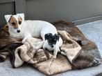 Jack russell pups, België, Particulier, Jack Russell Terriër, 8 tot 15 weken