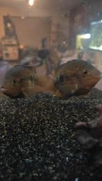 Regenboog Cichliden (Herotilapia multispinosa)., Dieren en Toebehoren, Vissen | Aquariumvissen