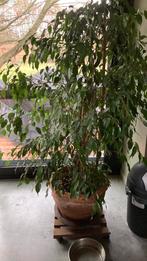 Gratis ficus benjamin, Tuin en Terras, Planten | Bomen, Ophalen, In pot, Volledige schaduw, 100 tot 250 cm