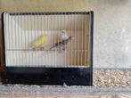 Kleurkanaries, Dieren en Toebehoren, Vogels | Kanaries, Meerdere dieren, Kleurkanarie