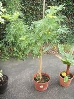 Schefflera of vingerplant bonte en groene kamerplant, Ophalen, 100 tot 150 cm, Overige soorten, Halfschaduw