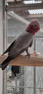 Forse Rose Kaketoe man, Dieren en Toebehoren, Mannelijk, Papegaai, Geringd