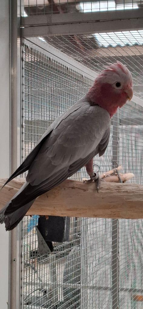Forse Rose Kaketoe man, Dieren en Toebehoren, Vogels | Parkieten en Papegaaien, Papegaai, Mannelijk, Tam, Geringd