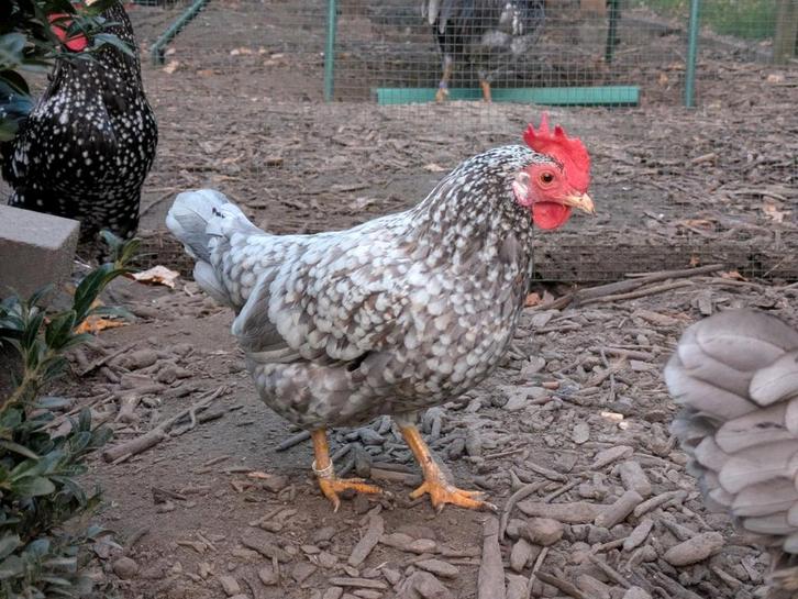 Anconakriel hennen, Dieren en Toebehoren, Pluimvee, Kip, Vrouwelijk