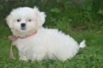 Boomer pups kruising shih -Tzu pup, Dieren en Toebehoren, 15 weken tot 1 jaar, Buitenland, CDV (hondenziekte), Meerdere