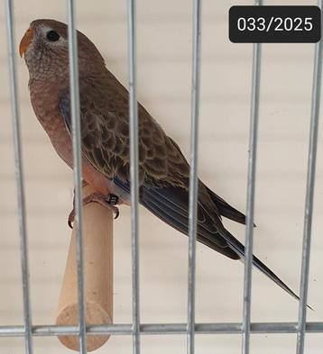 0-1-0 Wildkleur /pale fallow bourke parkiet 2025 ek beschikbaar voor biedingen