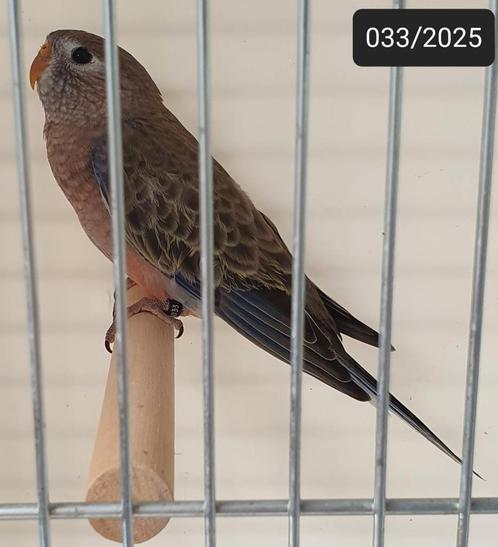 0-1-0 Wildkleur /pale fallow bourke parkiet 2025 ek, Dieren en Toebehoren, Vogels | Parkieten en Papegaaien, Parkiet, Vrouwelijk