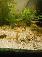 Guppy male et femelle