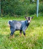 Dwerggeit bokjes, Dieren en Toebehoren, Schapen, Geiten en Varkens, Mannelijk, Geit, 0 tot 2 jaar