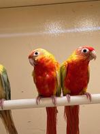 Pyrrhura mutanten - dominant rood en split cremeino, Dieren en Toebehoren, Vogels | Parkieten en Papegaaien, Meerdere dieren, Parkiet