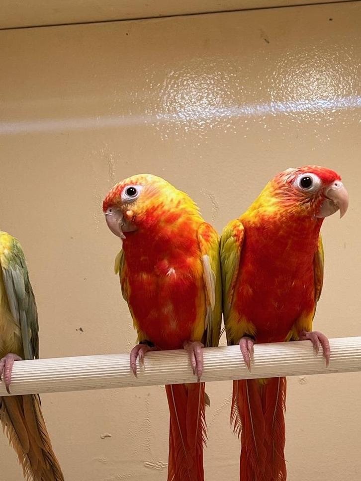 Mutants pyrrhuriques :  rouge dominante et crémeino, Animaux & Accessoires, Oiseaux | Perruches & Perroquets, Perruche, Plusieurs animaux