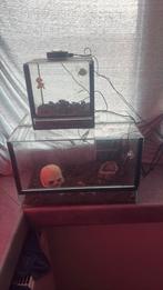 Spinne bakken, Dieren en Toebehoren, Insecten en Spinnen, Spin of Schorpioen