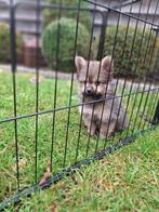 Mooie Pomeriaan/Dwergkees , laatste pup reutje, Dieren en Toebehoren, België, Fokker | Hobbymatig, Overige rassen, CDV (hondenziekte)