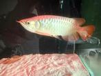 Super red Arowana