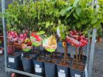 Fruitbomen, Jardin & Terrasse, Plantes | Arbres fruitiers, Pommier, Enlèvement
