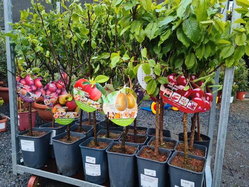 Fruitbomen, Jardin & Terrasse, Plantes | Arbres fruitiers, Pommier, Enlèvement