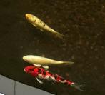 Koi, Dieren en Toebehoren, Vissen | Vijvervissen, Karper of Koi