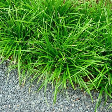 Volwassen Japanse zegge - Carex morrowii irish green beschikbaar voor biedingen