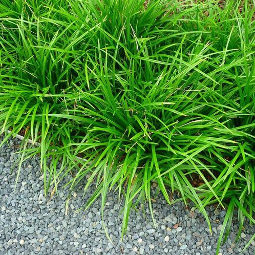 Volwassen Japanse zegge - Carex morrowii irish green, Tuin en Terras, Planten | Tuinplanten, Vaste plant, Siergrassen, Halfschaduw