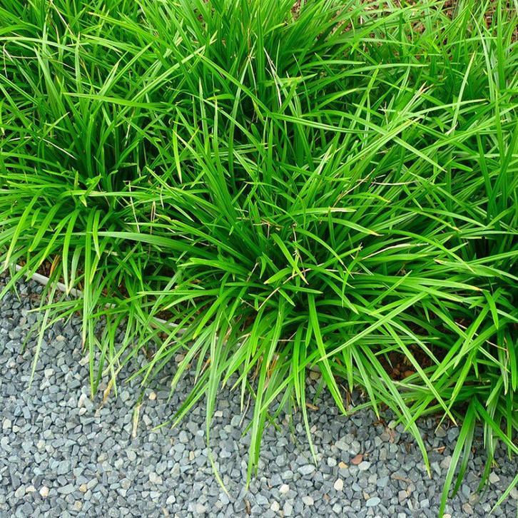 Volwassen Japanse zegge - Carex morrowii irish green, Tuin en Terras, Planten | Tuinplanten, Vaste plant, Siergrassen, Halfschaduw
