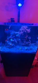 Zeeaquaruim met alle techniek en levende have, Dieren en Toebehoren, Ophalen