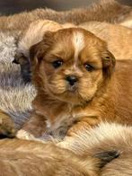 Chiots Lhassa apso, Animaux & Accessoires, Autres races, Plusieurs, Parvovirose, Belgique