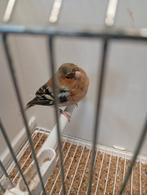 mutatie botvinkman 2025, Dieren en Toebehoren, Vogels | Overige Vogels, Mannelijk, Wildzangvogel, Geringd