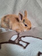 Dwergkonijn, Dieren en Toebehoren, Konijnen, Mannelijk, Dwerg, 0 tot 2 jaar