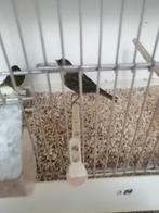 Noir cobalt, jaune, homme, Mâle