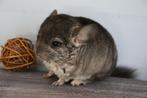Bébé chinchilla, Dieren en Toebehoren, Knaagdieren, Chinchilla, Juli, Vrouwelijk, Tam