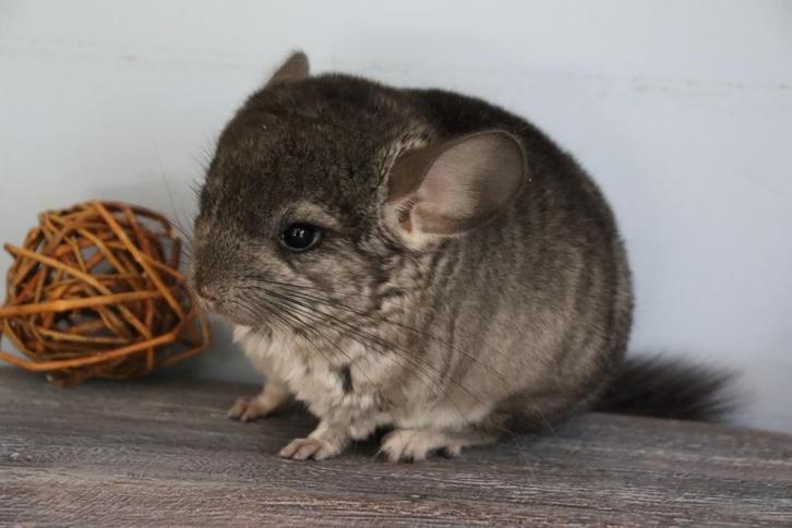 Bébé chinchilla, Dieren en Toebehoren, Knaagdieren, Vrouwelijk, Chinchilla, Juli, Tam