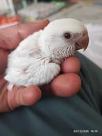 Baby rosicoli papagai 2 wit 1 blauwe